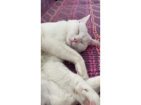 British shorthair x yerli tekir