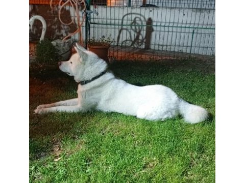 Akita inu köpeğimiz için ulaşın