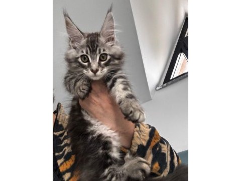 Maine coon dev yavru kediler