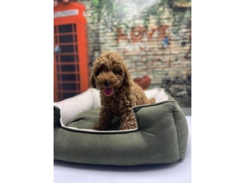 Red brown toy poodle erkek @petclubadanaa