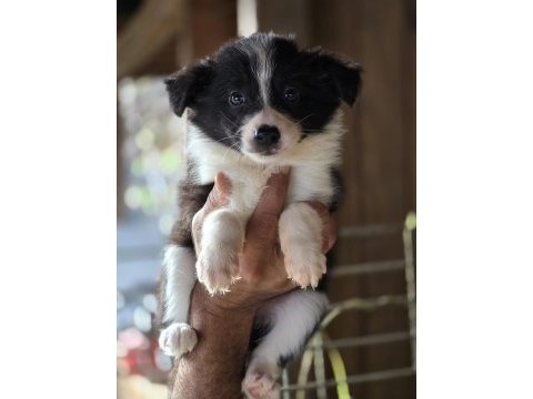 Border collie yavruları