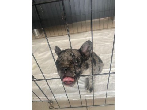 Acil sahiplendirme bulldog