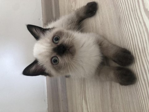 1 aylık yavru british shorthair