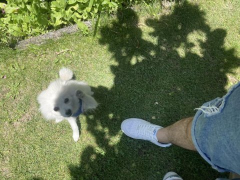 5 aylık pomeranian speed aşıları tam eğitimi var