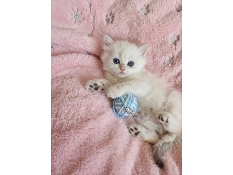 Safkan bebek british longhair mavi gözlü