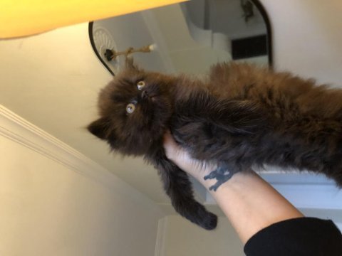 Chocolatte british longhair (nadir)