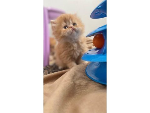 Güzeller güzeli gold british longhair yavru