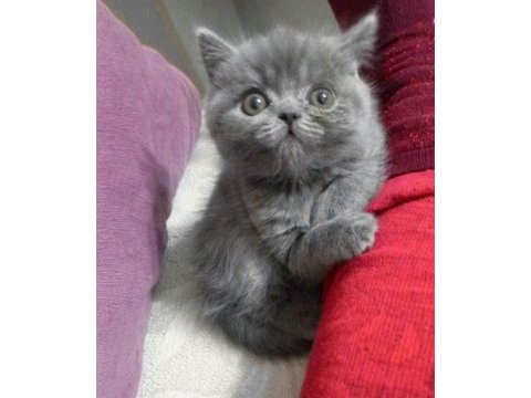 British longhair ve british shorthair bebeklerim