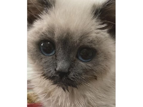 Blue point erkek yavru kedimiz