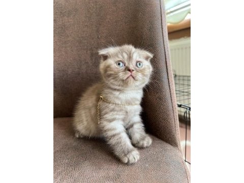 A kalite bebek scottish fold
