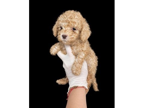 Uygun krem toy poodle yavrumuz