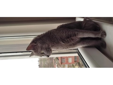 Prenses british shorthair yeni ailesini arıyor