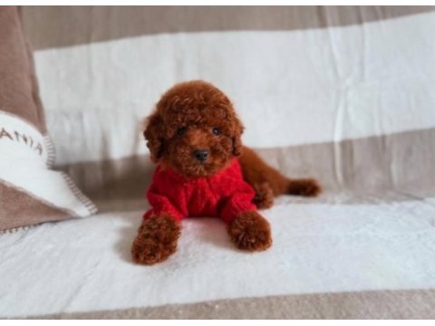 Toy poodle yavru önce canlı görün