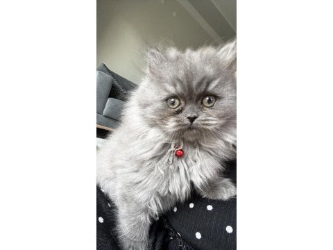 British longhair dişi kedimiz
