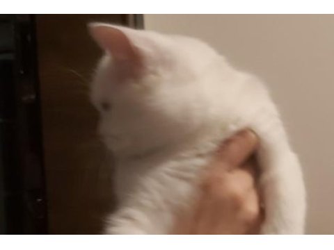 Sakin huylu dinginlik yaratan 3 aylık dişi yavru kediler