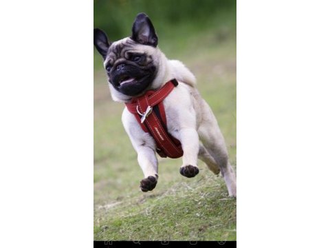Safkan pug
