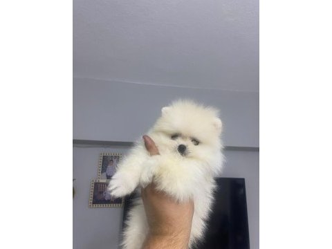 Pomeranian boo erkek