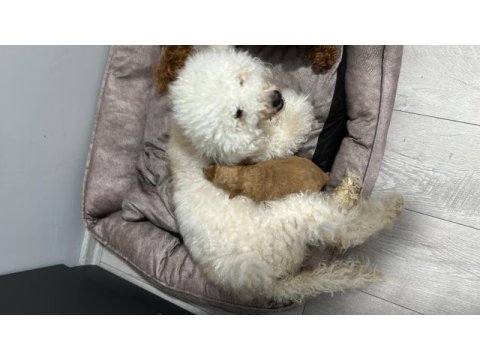 20 günlük toy poodle yavruları