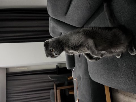 Scottish fold 3 yaşında dişi