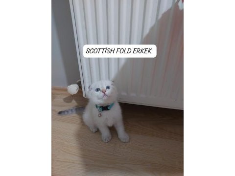 Scottish fold paşam hazır