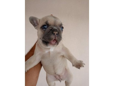 Blue french bulldog yavrular