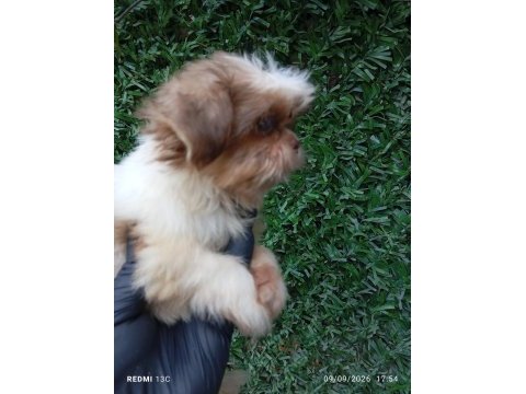 Irk ve sağlık garanti shih tzu şitsu bebeğimiz