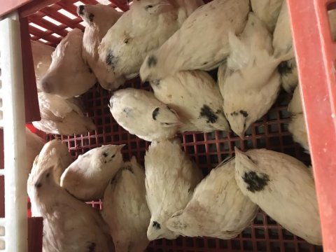 Kuluçkalık bıldırcın yumurtası