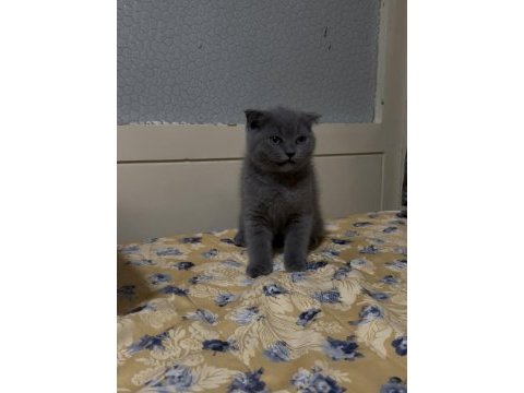Gri erkek yavru scottish fold