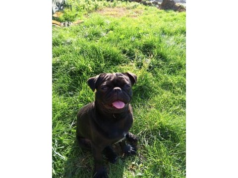 Sıfır burun orjinal siyah pug