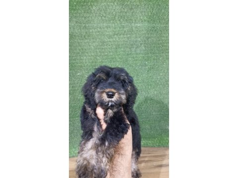 Maltipoo safkan
