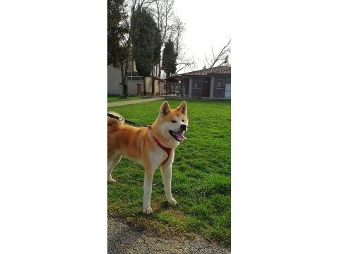 Safkan şecereli akita inu