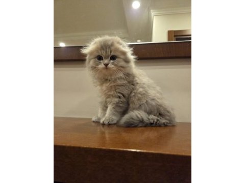 Scottish fold longhair safkan yavru