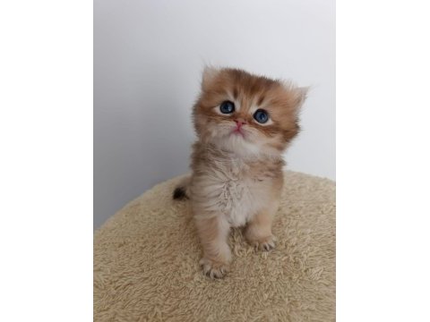 Yakışıklı british longhair yuvasını arıyor