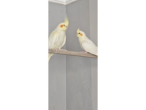 Sağlıklı yavru veren genç takım sultan papağanlar