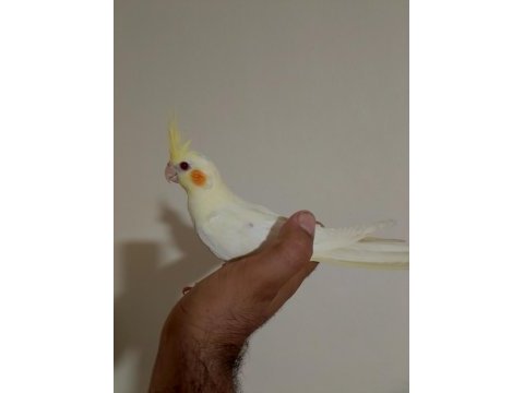 3 aylık sultan papağanı yavrular
