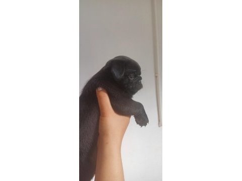 Erkek ve dişi yavru pug yavruları