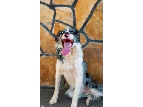 Evinizin neşesi border collie her yere kapıda ödeme