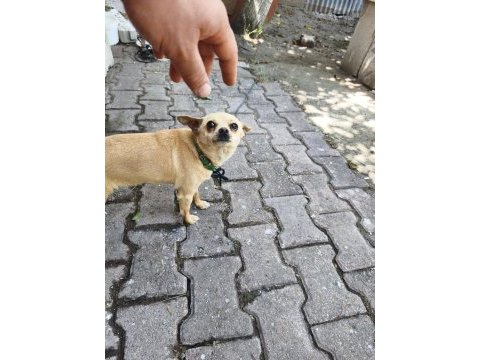 Minik dişi chihuahua