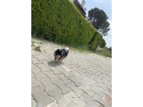 Pomeranıan spitz
