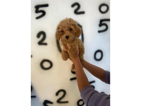 Toy poodle yavrularım orijinal