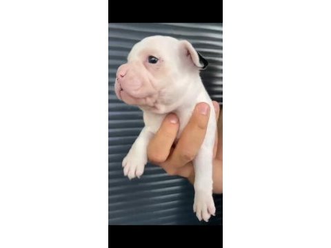 French bulldog yavrular