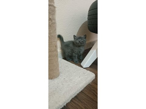 Scottish black dişi british shorthair erkek