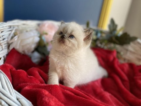 A+ show kalite british shorthair chocolate yavrumuz