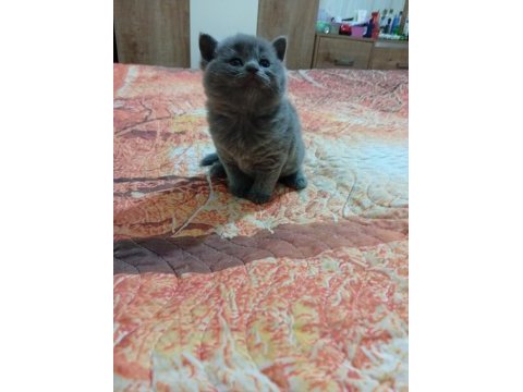 5 adet yavru british shorthair
