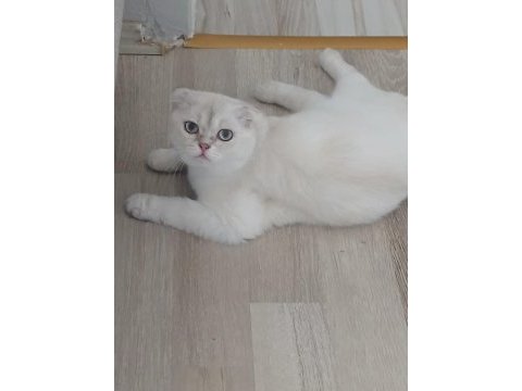7 aylık erkek scottish fold ücretsiz