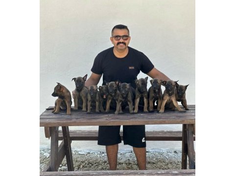 A şecereli belçika kurdu yavrular en iyisini isteyenlere