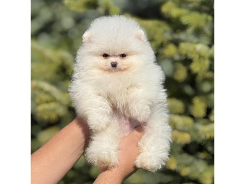 Orjinal pomeranian boo güzelliği