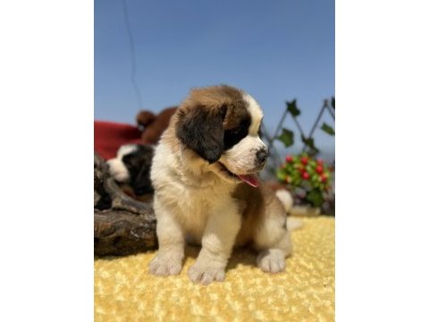 Harika anatomi üst kalite st bernard yavrular