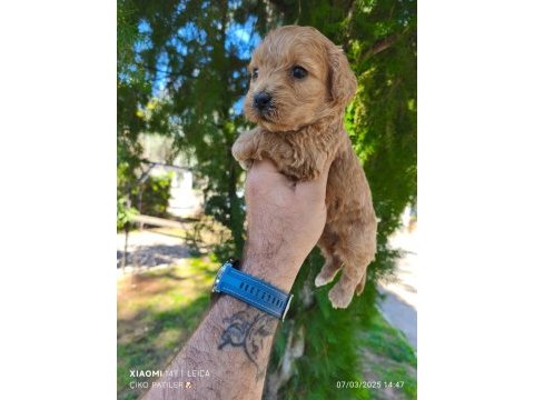 Sağlıklı ve dünyalar tatlısı maltipoo köpekler