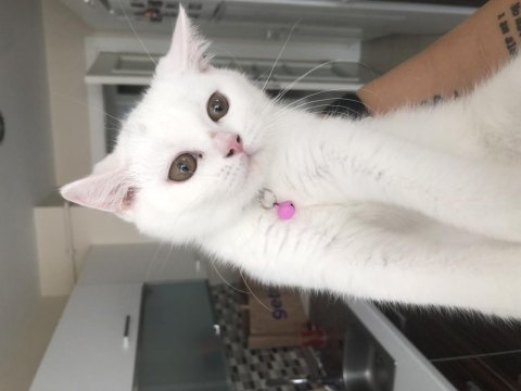3.5 aylık dişi british shorthair